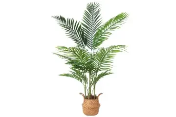 Palmera