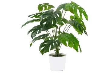 Monstera